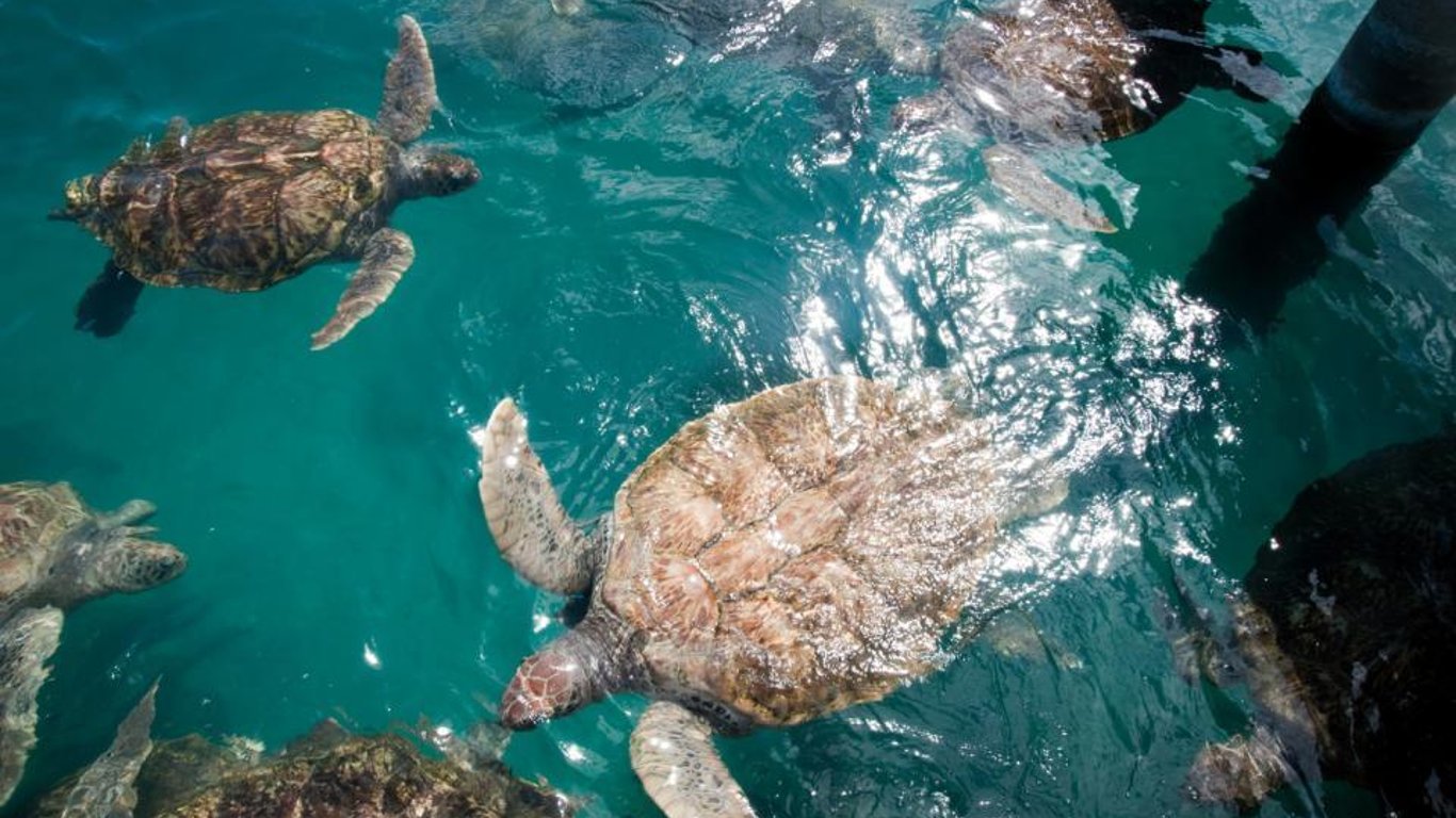 На Каймановы острова возвращаются черепахи: экологи заметили положительную динамику