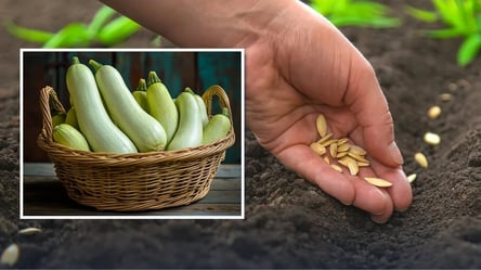 Цей ранній сорт кабачків подарує шалений врожай вже у травні - 285x160