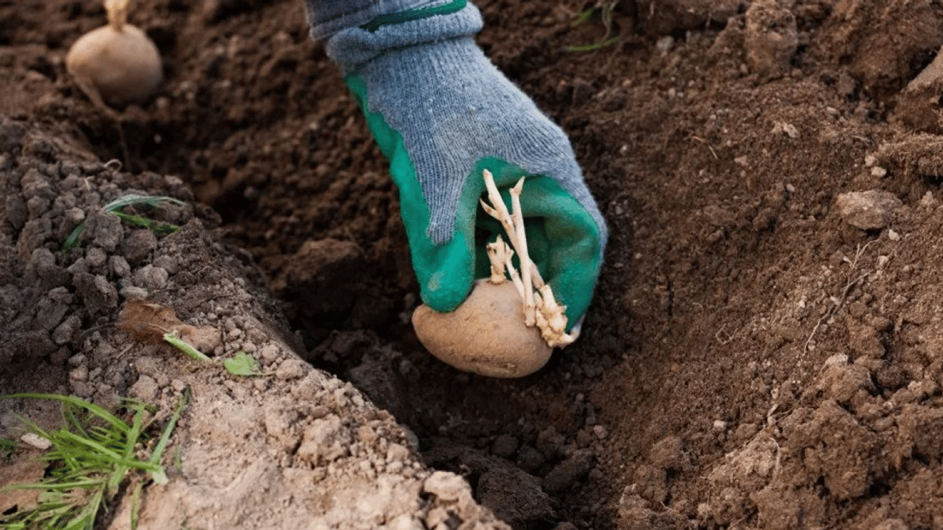 На якій відстані садити картоплю: перевірені схеми, що дають великий врожай