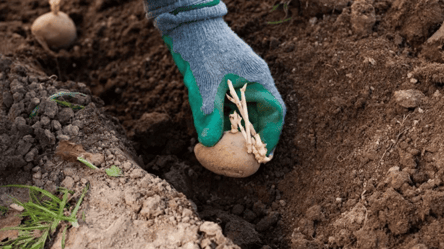 На якій відстані садити картоплю: секрет рекордного врожаю - 290x160