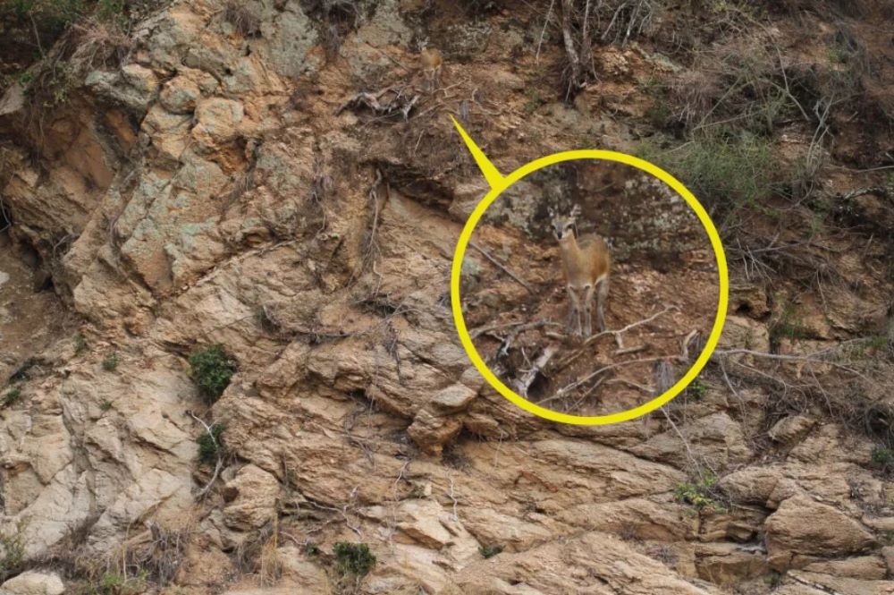 Всі бачать каміння на фото, але лише обдаровані знайдуть оленя за 10 секунд - фото 2
