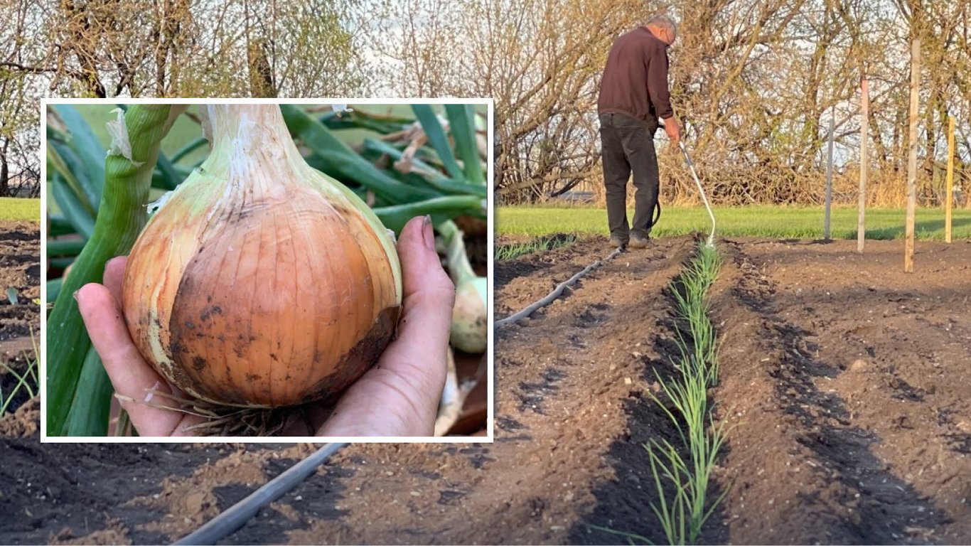 Як виростити велику цибулю: прості правила гарного врожаю