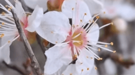 Осінній феномен — на Одещині розквітла дика алича - 285x160