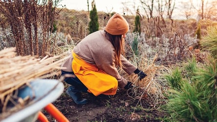 Цветы для теплой зимы — что можно высаживать уже в январе - 285x160