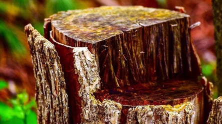 Не копай і не пиляй — як знищити пень без жодних зусиль - 285x160