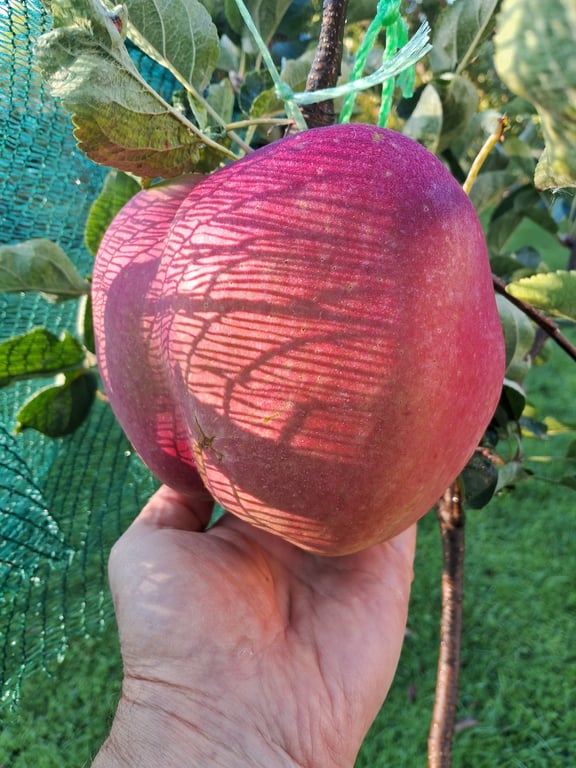 Найбільше яблуко в Україні