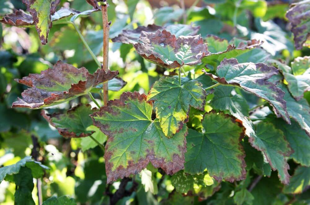 Грибковое заболевание листьев смородины