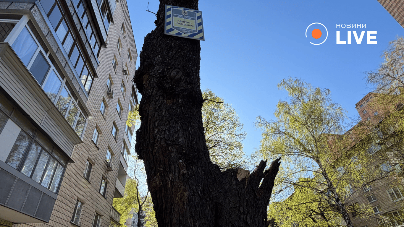 Каштан Іващенка впав