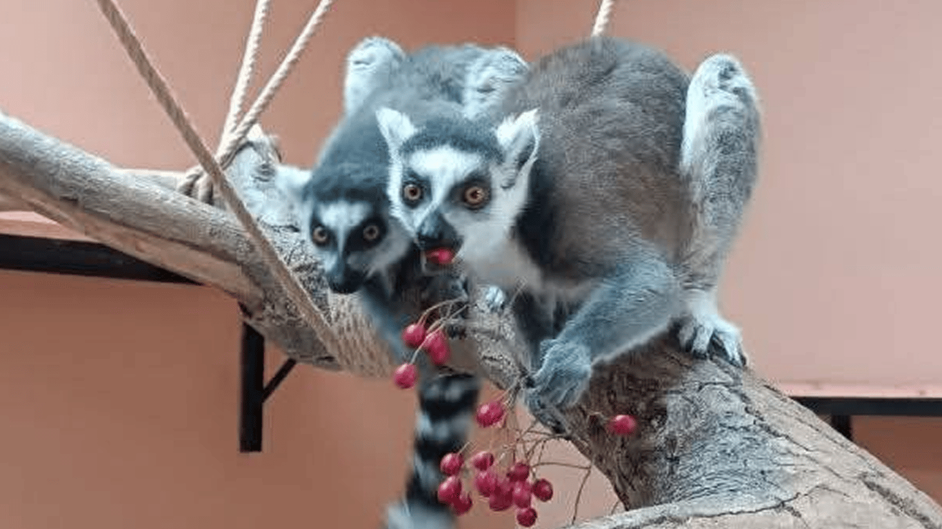 Конкурс ко дню влюбленных в Одесском зоопарке - фото 1