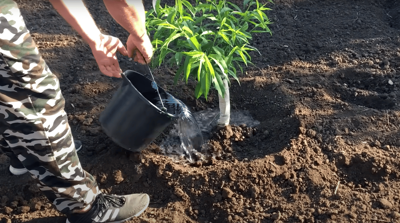 Полив персика