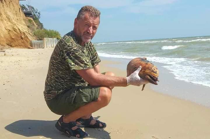 Війна в Чорному морі — на берег Одещини винесло двох дельфінів - фото 2