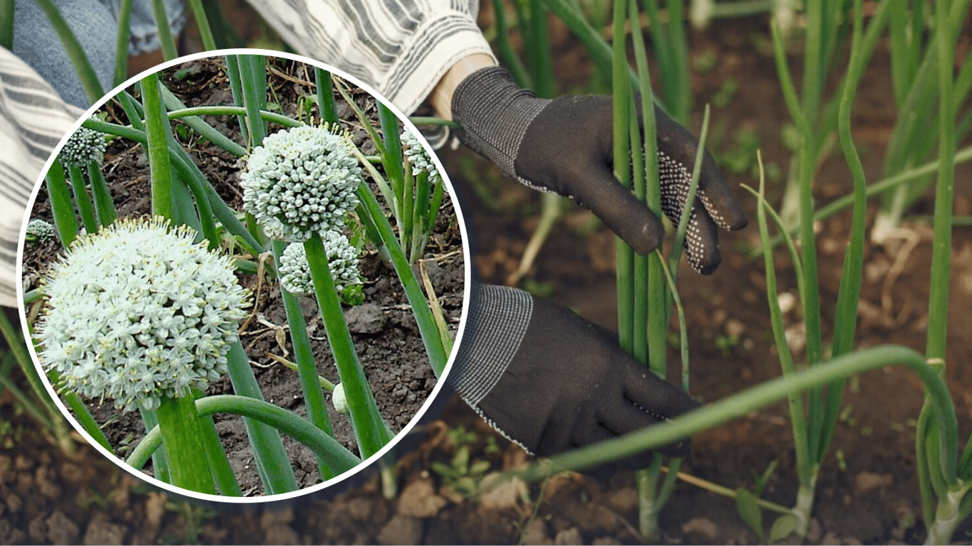Чем обработать лук, чтобы не пошел в стрелки: дешевое и надежное средство
