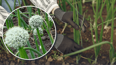 Чим обробити цибулю, щоб не пішла в стрілки: надійний засіб - 285x160