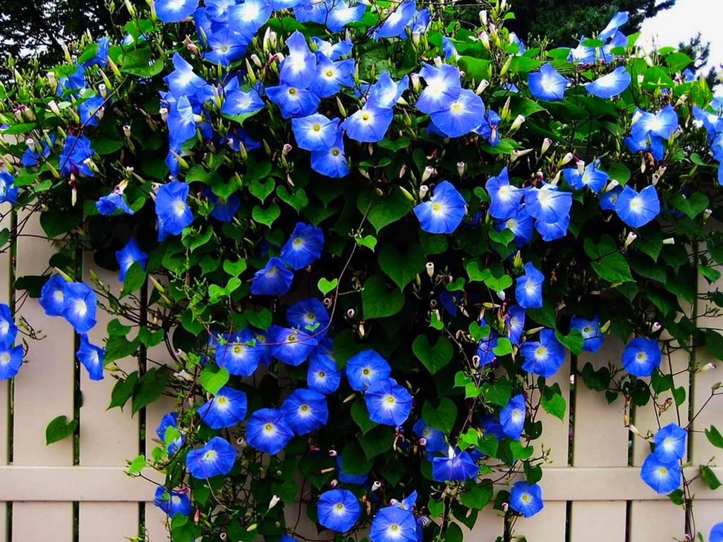 Можно ли выращивать ипомею в Украине