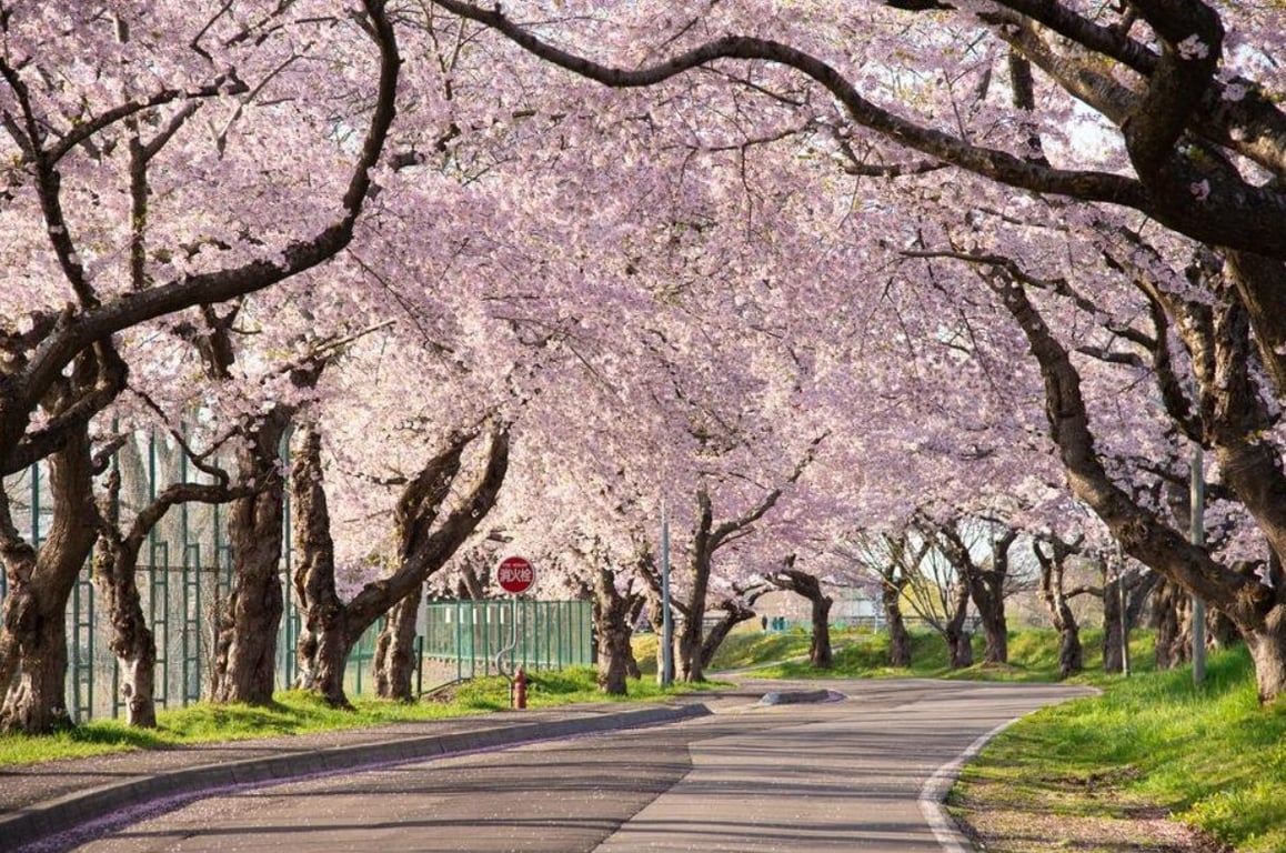 The most beautiful city in Japan worth visiting in May has been named - photo 1