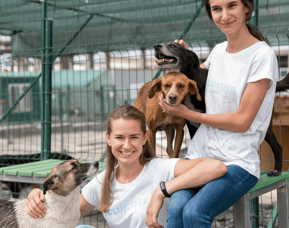 Приют для животных