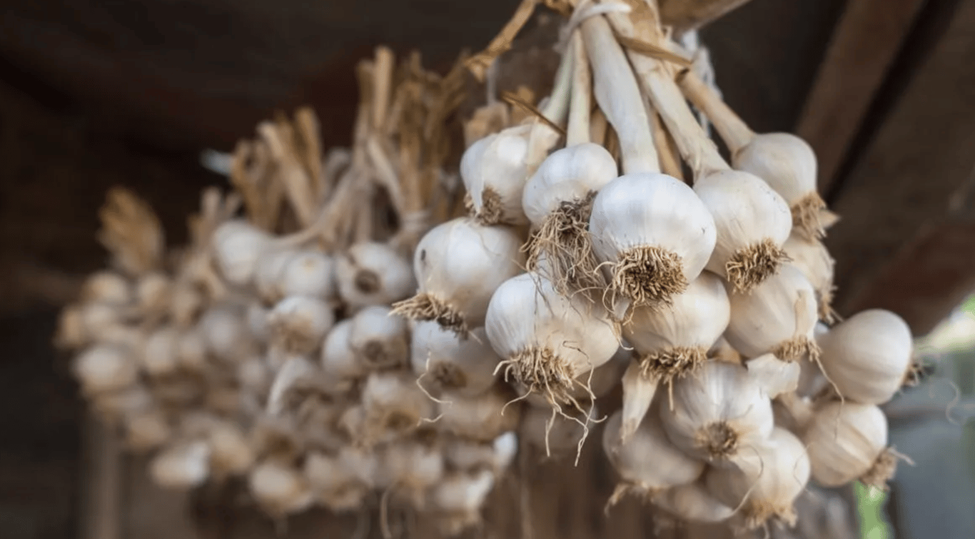 Чеснок