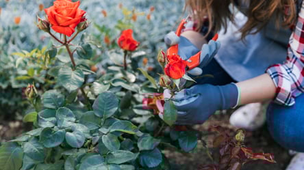 Новий кущ троянд зі зрізаної гілочки — як правильно живцювати - 285x160