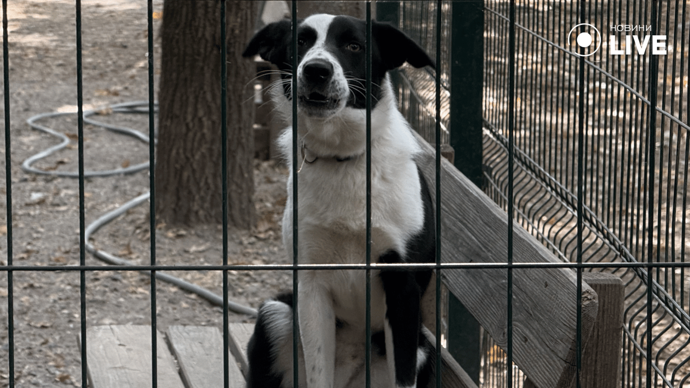 Собака сидить на лавочці