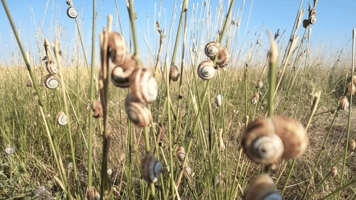 Нашествие улиток на побережье Тузловских лиманов - эколог показал уникальное явление - фото 3