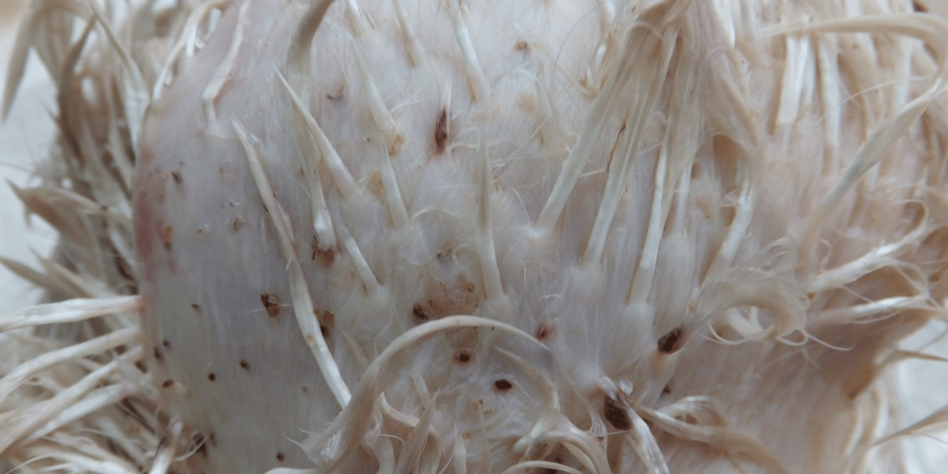 Вши у курицы