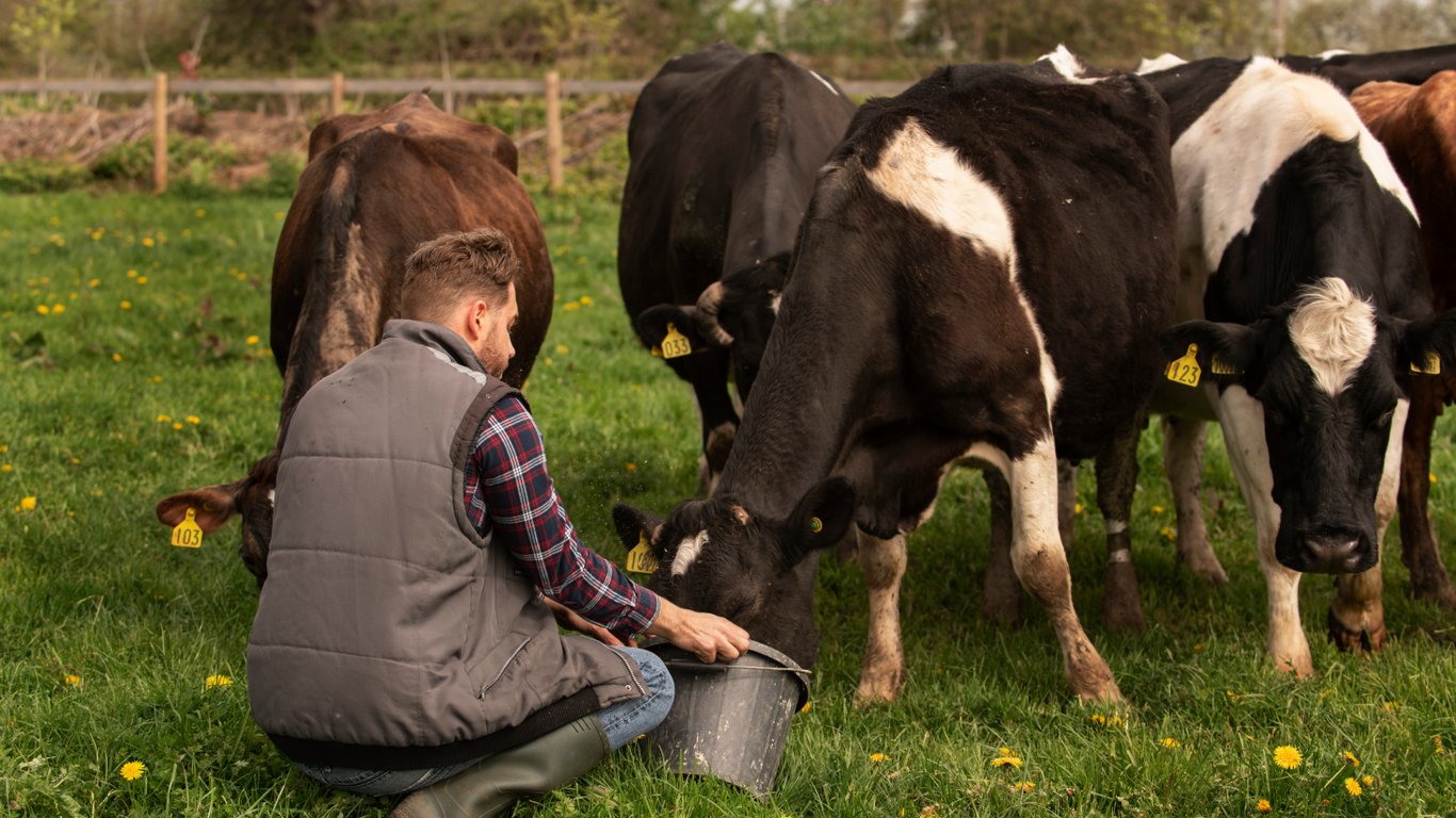 Чоловік годує корів.