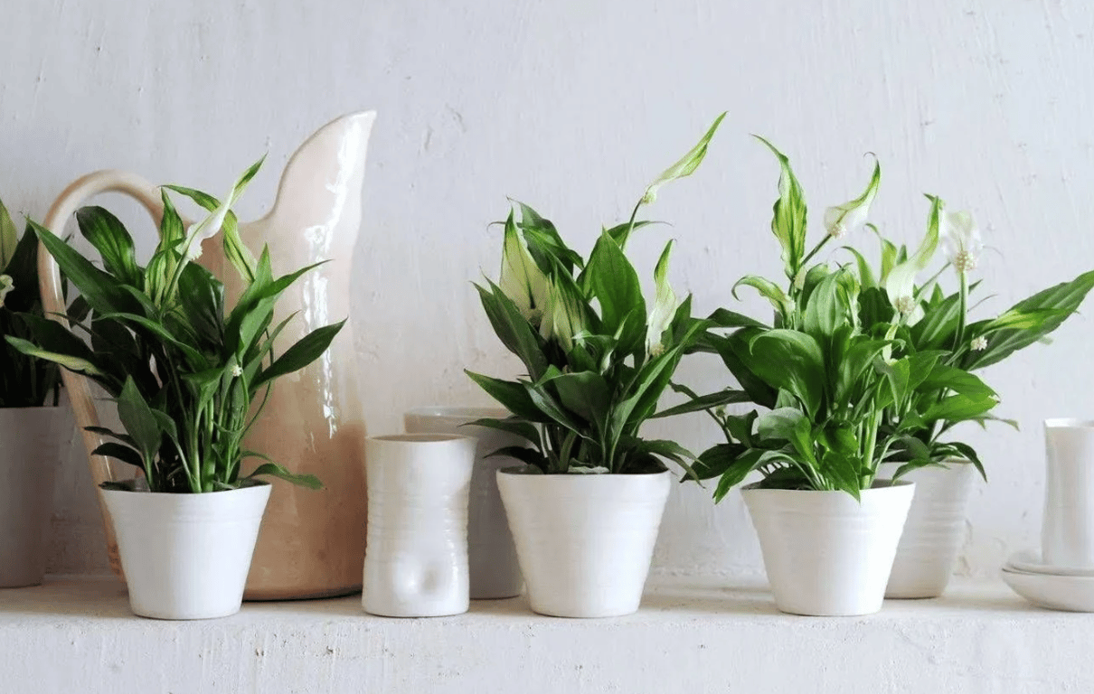 Спатифиллюм