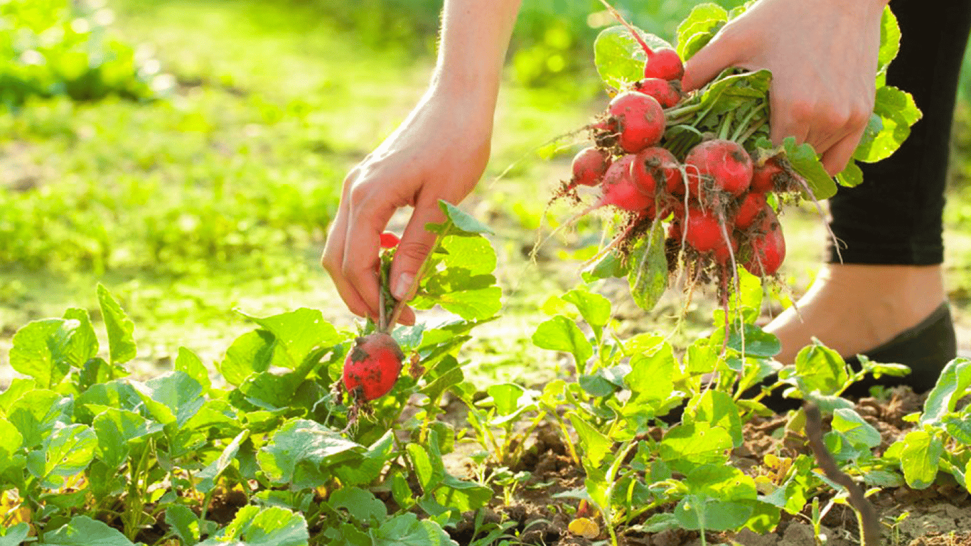 Почему редис трескается: пять самых популярных ошибок, портящих ваш урожай