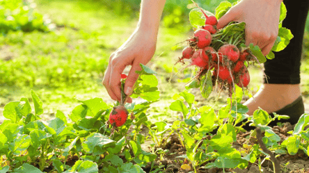 Почему редис трескается: популярные ошибки, портящие урожай - 285x160