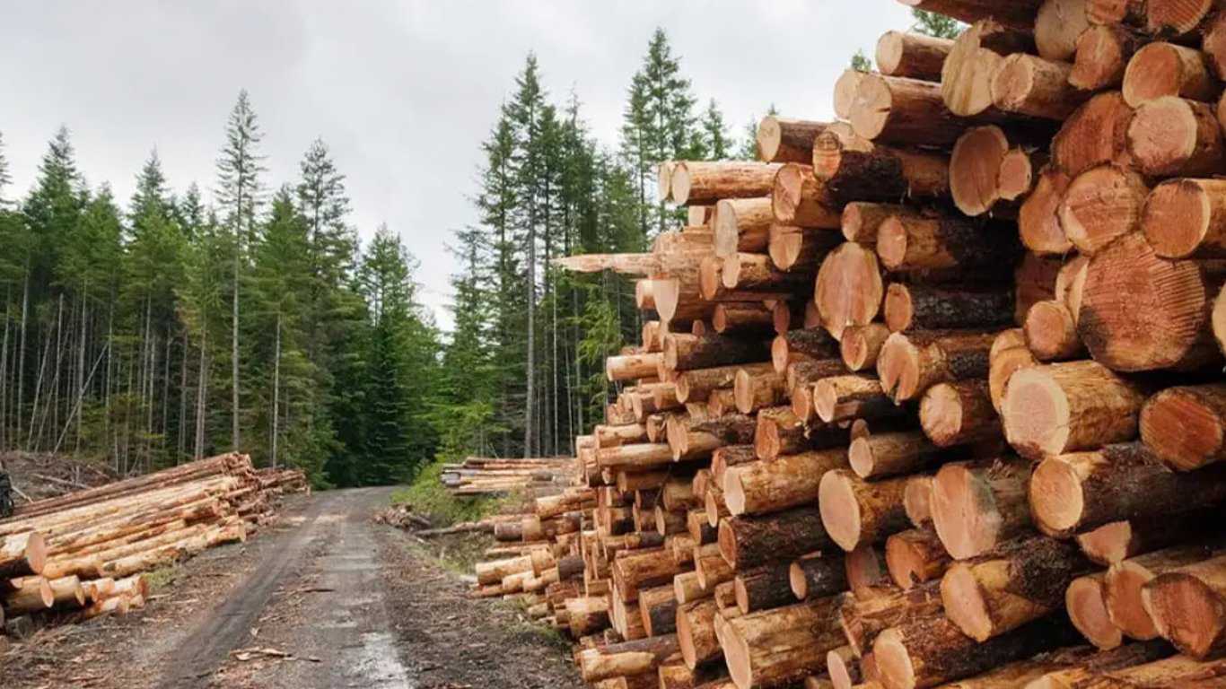Польша обманом пропускает в ЕС подсанкционную древесину из Беларуси — расследование