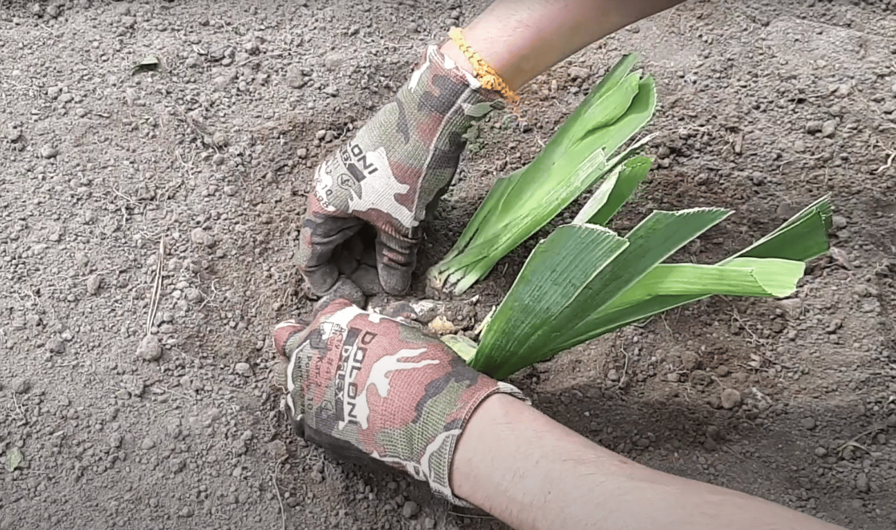 Посадка ирисов в саду