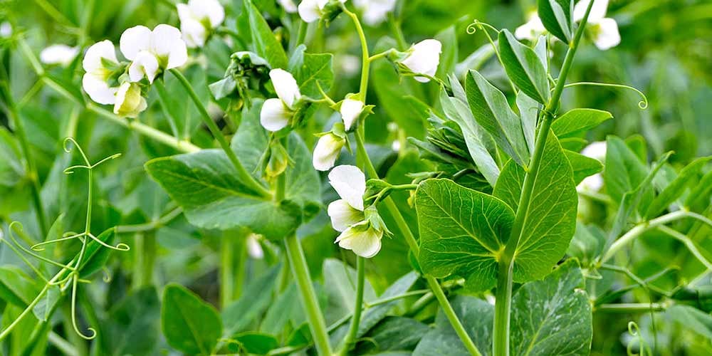 Какие растения посадить возле малины — фасоль