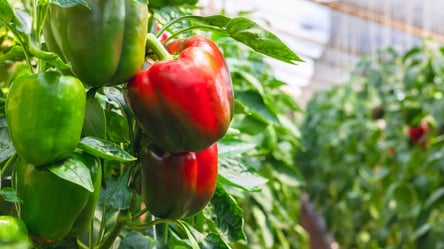 Самый урожайный сорт перца — стабильный урожай каждый год - 285x160