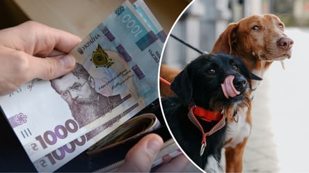 Вибір за українцями: що загрожує власникам собак і котів у серпні 2026 року - 285x160