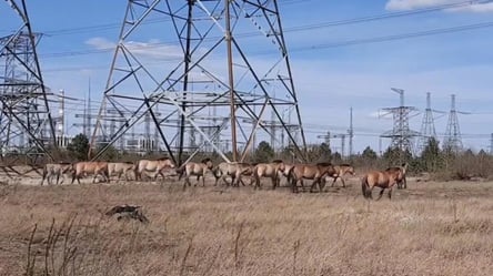 Війна змінила тварин у Чорнобильській зоні: результати дослідження - 290x166
