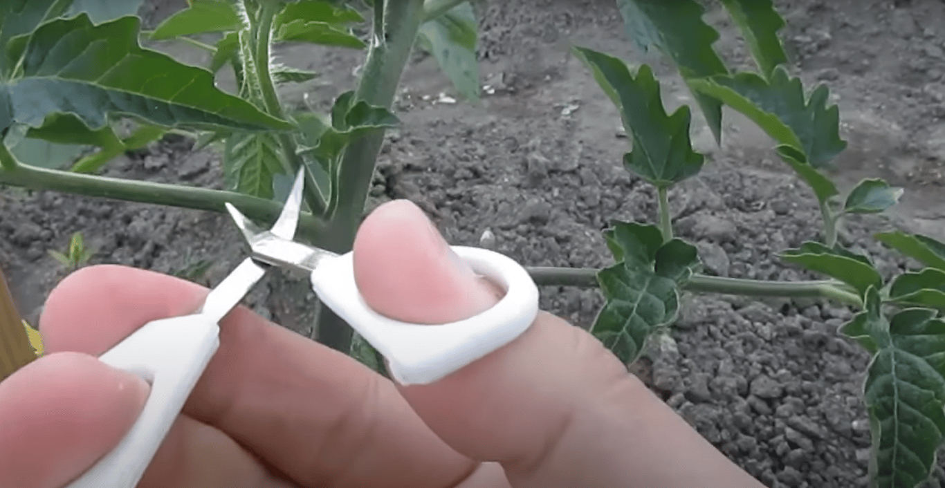 Пасынкование помидоров