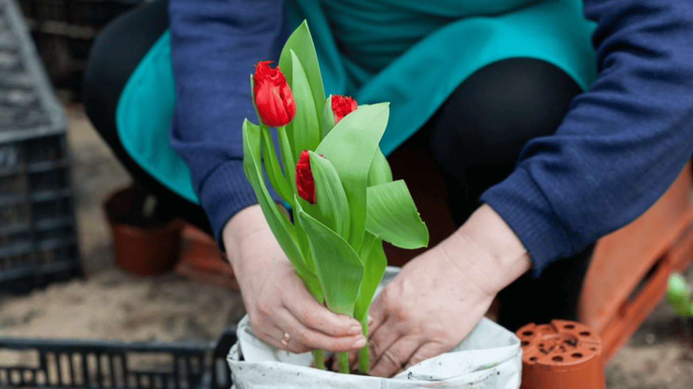 Когда и как правильно садить тюльпаны весной 2024 года — лучшие советы для садоводов
