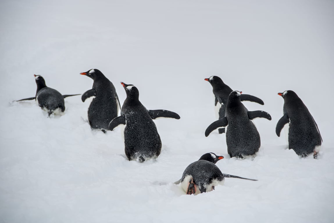 Пингвины. Фото: Национальный антарктический научный центр/Александр Мацибура и Анна Соина