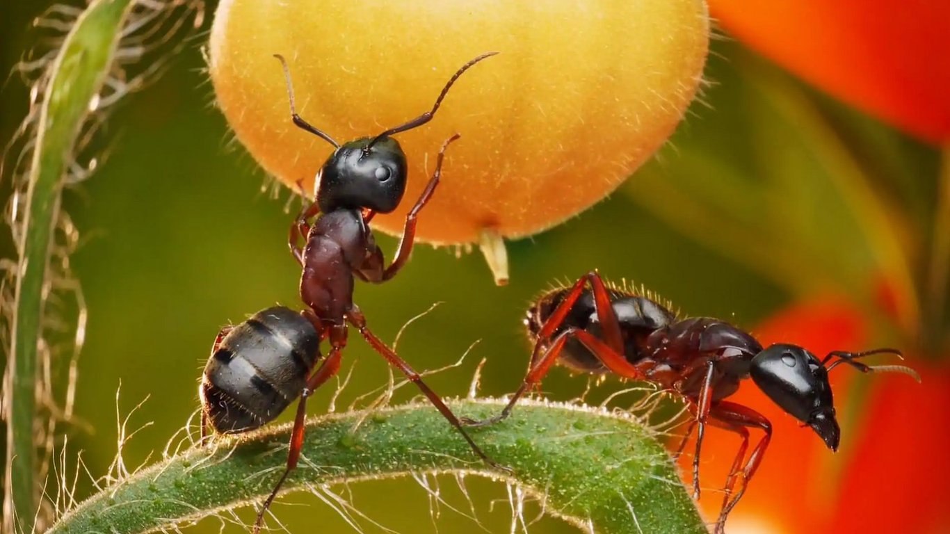 Як позбутися мурашок в домі, в саду та городі — доступні народні лайфхаки