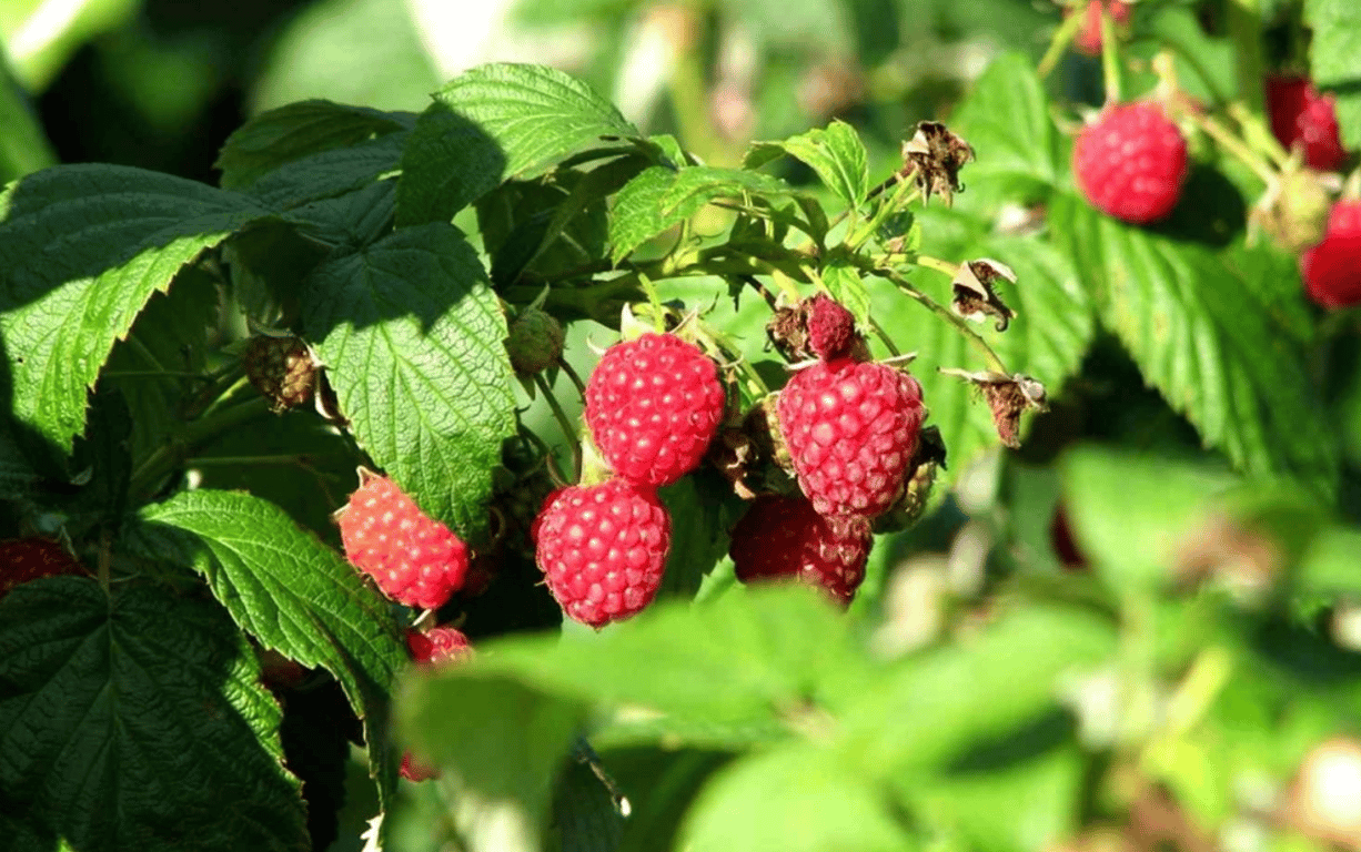 Малиновый куст