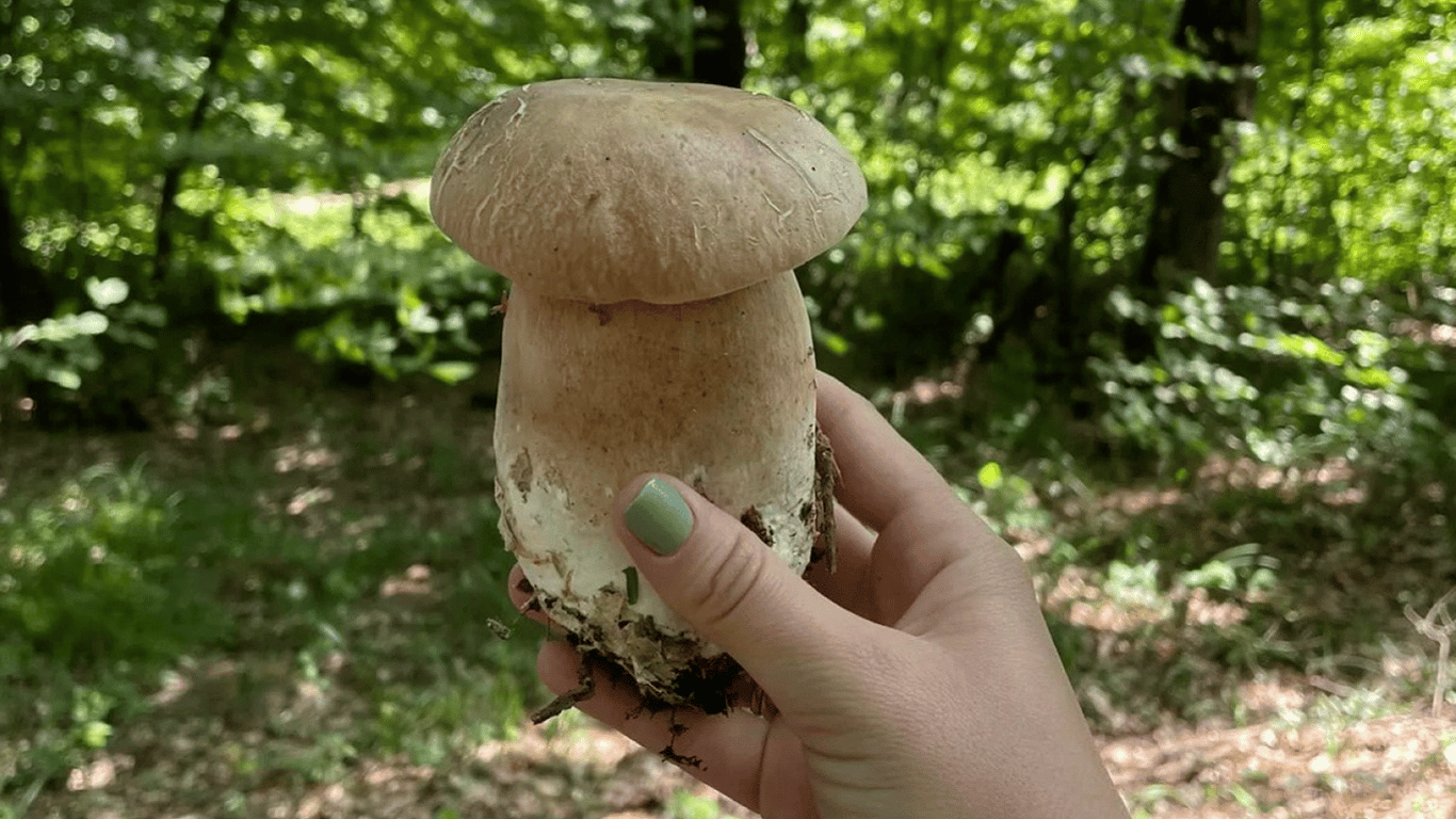 Где можно найти вкусные белые грибы в Украине — список регионов