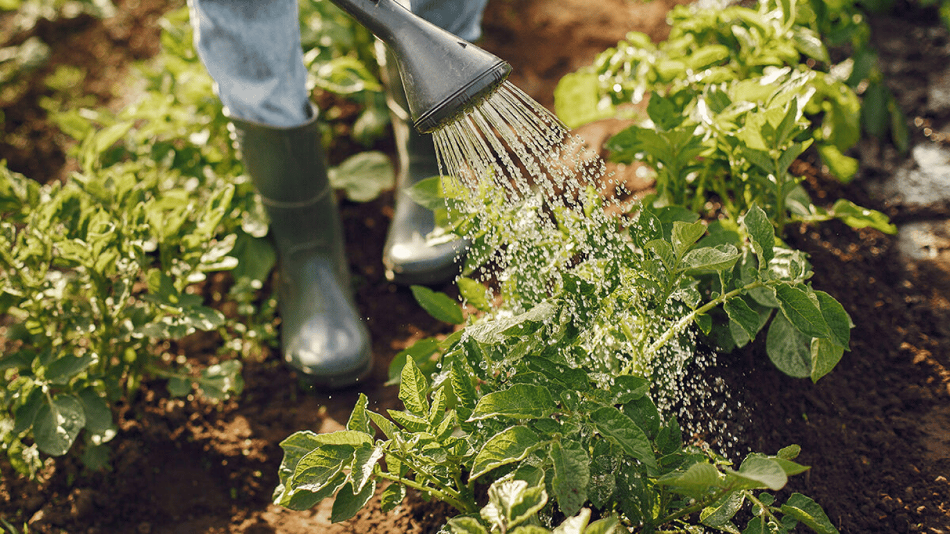 Как правильно поливать картошку на огороде — правила и секреты