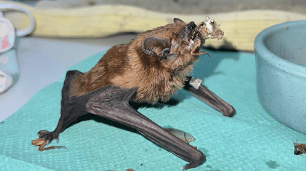 Майже тисячу кажанів виявили в квартирі Харкова - 290x166