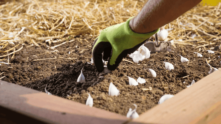 Чеснок не вымерзнет — проверенные способы зимнего укрытия - 285x160