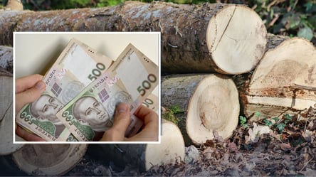 Дрова на наступний сезон — чому варто поповнити запаси ще навесні - 285x160