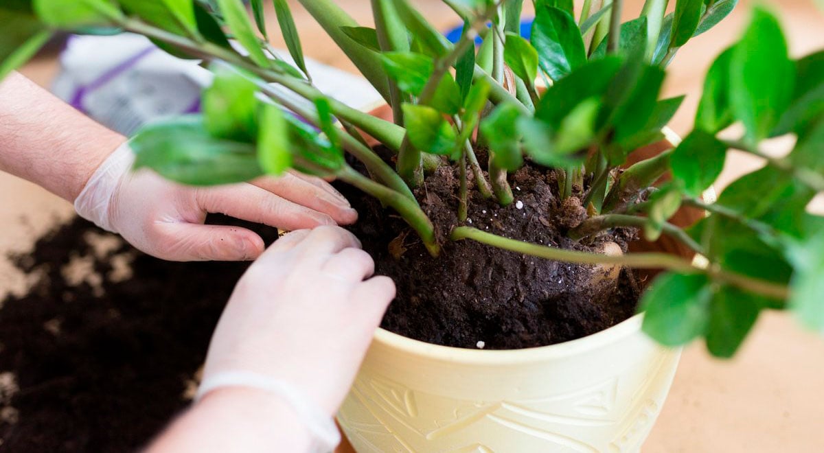 Яким повинен бути ґрунт для заміокулькаса