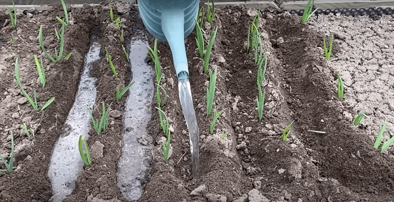 Полив чеснока
