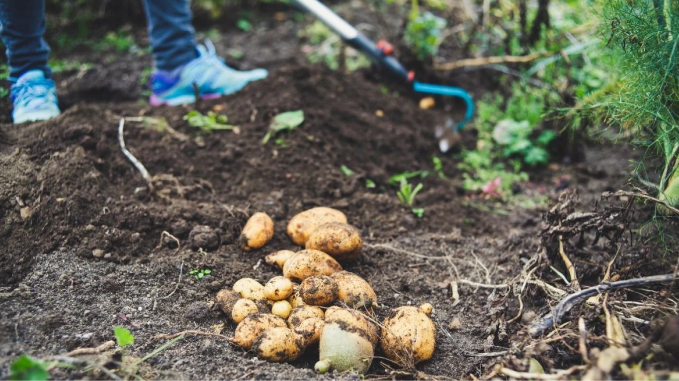 Ці два сорти картоплі на варто садити на городі — врожай буде зіпсовано