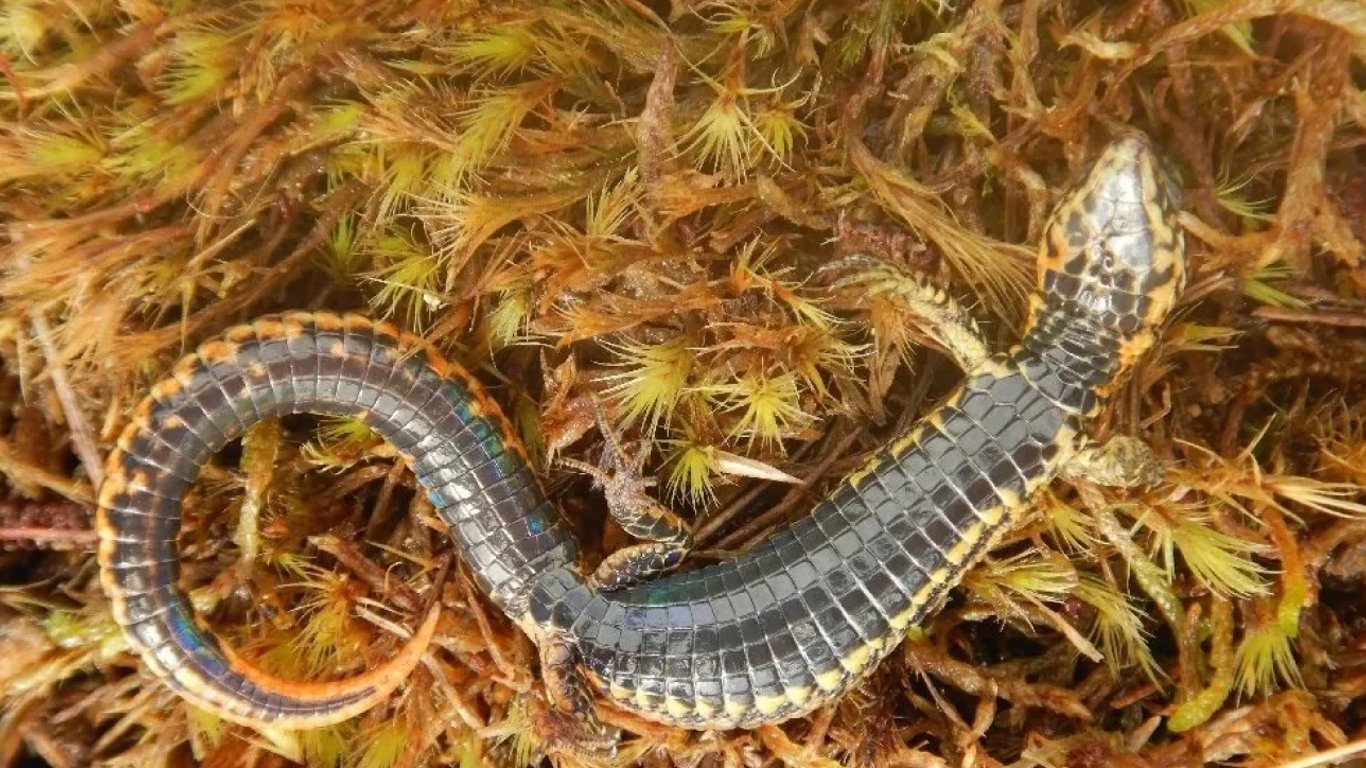 Мають золотисті плямки на боках, хвості та на голові — в Перу виявили новий вид ящірок