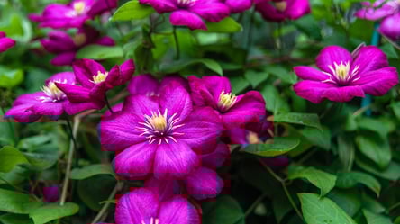 Не поспішайте з обрізкою — як підготувати клематис до зими - 285x160